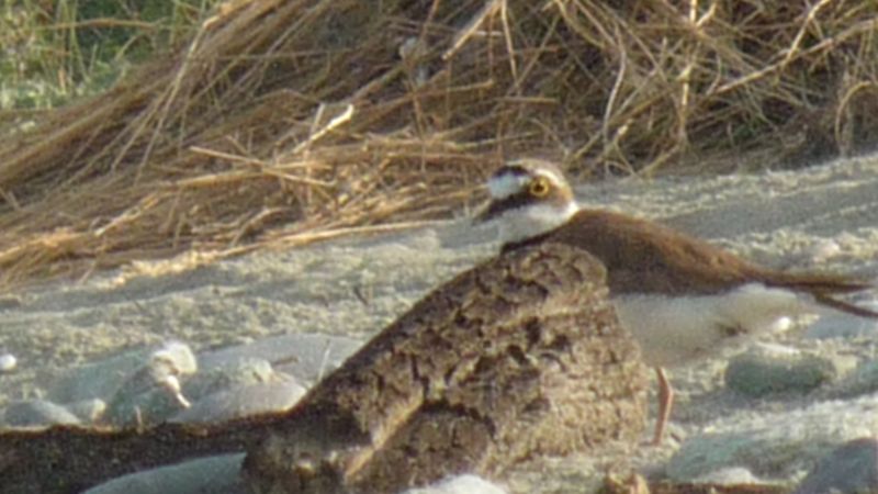 Charadrius dubius?